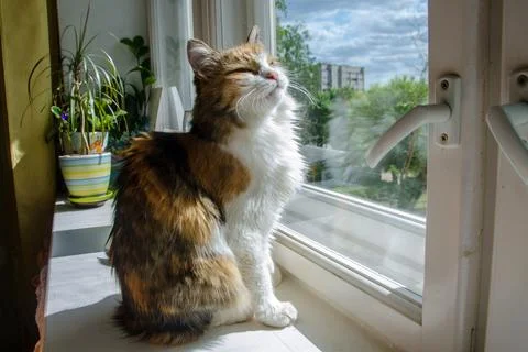 Fluffy ginger cat on the window looking out and narrowing eyes Stock Photos