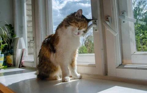 Fluffy ginger cat on the window rubbing on the window Stock Photos