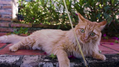 Fluffy ginger-colored cat swats at and follows a stick intently. Hunting Vidéo 146439228
