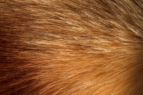 Fluffy ginger fur texture or background Stock Photos