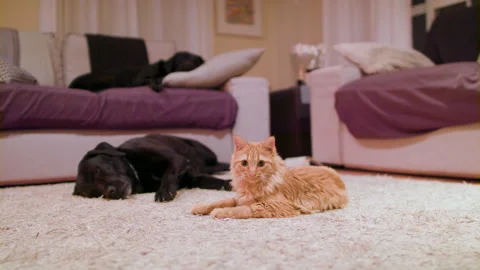 Fluffy ginger kitten prepares to attack, then launches itself at the Stock Footage 146747304