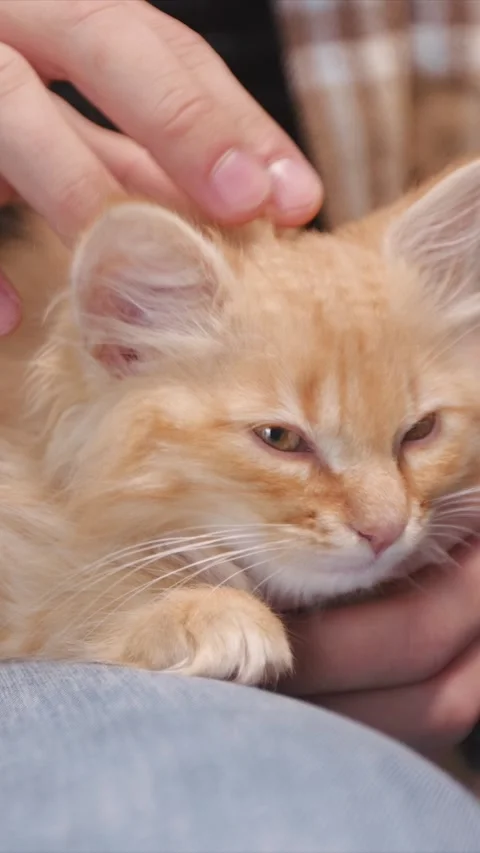 Fluffy ginger kitten resting on persons lap while getting soft head rub Stock Footage 311444798