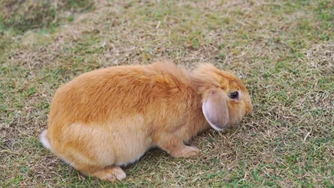 Fluffy ginger lop-eared rabbit sitting on green and brown grass field. Ador.. Video stock 336098729
