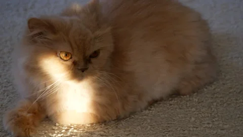 Fluffy Ginger Persian Cat Lying on Carpet and Yawning in a Beam of Sunlight Stock Footage 345723326