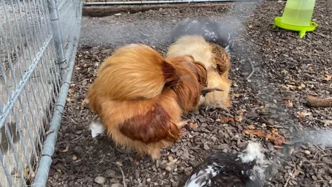 Fluffy ginger Silkie rooster walking in farm enclosure close up Stock Footage 345716926