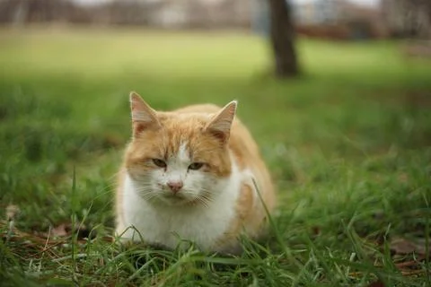Fluffy ginger white cat rest on green grass in the garden Фото