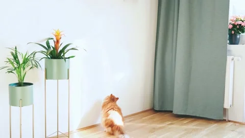 Fluffy giniger cat plaing with sun beam in a room Stock Footage 161753620