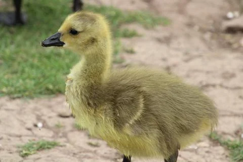 Fluffy gosling Stock Photos