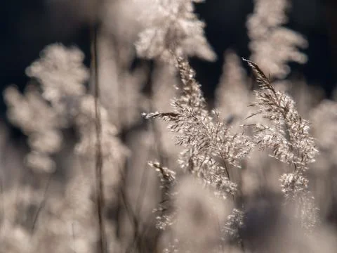 Fluffy grass close-up Stock Photos