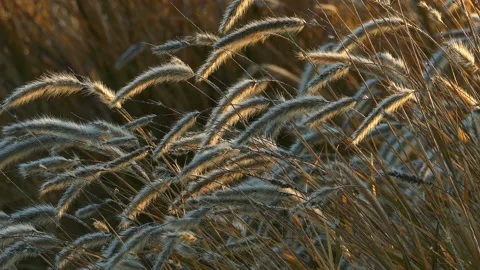 Fluffy grass with dew at wind Stock Footage 94724499