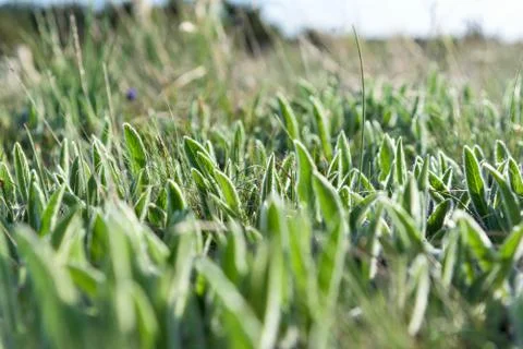 Fluffy grass focus Stock Photos