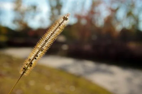 Fluffy grass head on a blurry background Stock Photos