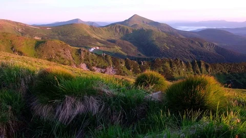 Fluffy grass hummock Stock Footage 81778230