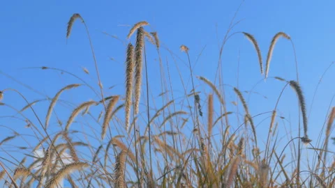 Fluffy grass moving at sunrise Stock Footage 92902022