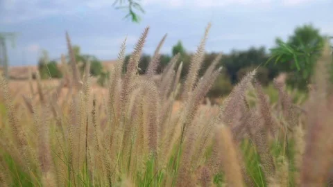 Fluffy grass moving on a wind Stock Footage 69941565