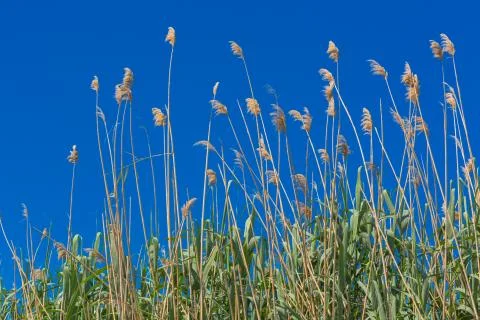Fluffy grass Stock Photos