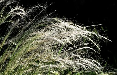 Fluffy grass Stock Photos