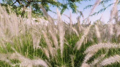 Fluffy grass sliding Stock Footage 96450553