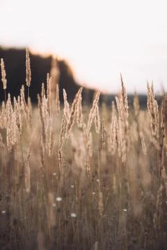 Fluffy grass stems on sunset light, warm summer evening in field. Background Stock Photos