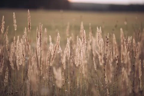 Fluffy grass stems on sunset light, warm summer evening in field. Background Stock Photos