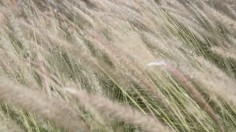 Fluffy grass at strong wind 스톡 동영상 95857154