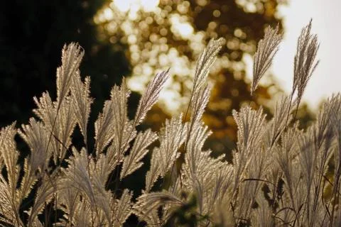 Fluffy grass in sun rays at sunset Stock Photos