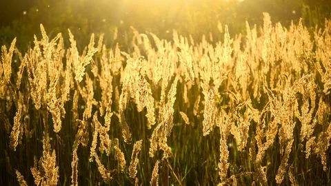 Fluffy grass with the sun shining Stock Footage 84029248
