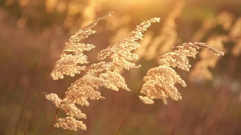 Fluffy Grass at Sunset Trembles in the Wind 库存影片 106456934