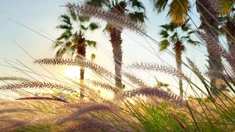 Fluffy grass swaying in the light wind at sunset. Stock Footage 271469159