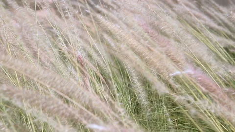 Fluffy grass at wind Stock Footage 96740118