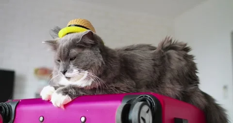 Fluffy gray and white cat, sporting a charming straw hat, lounges comfortably on Stock Footage 307554897