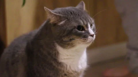 Fluffy gray and white cat sitting on a floor Stock Footage 320468149