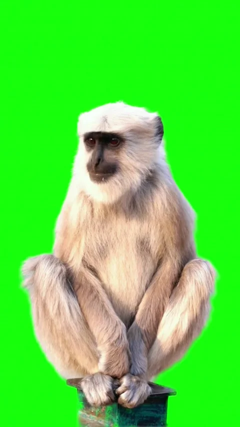 A fluffy gray and white monkey sits calmly on a green object, its gaze movi.. Stock Footage 335501171