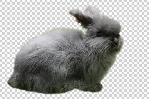 Fluffy gray angora rabbit, Stock Photos