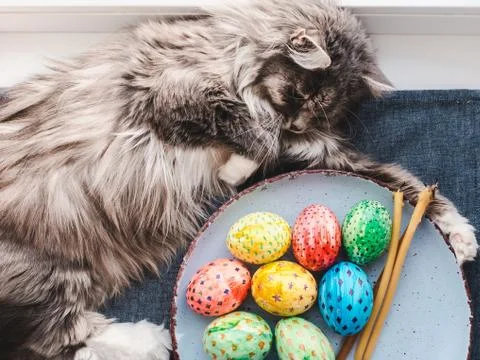 Fluffy, gray cat and Easter eggs Stock Photos