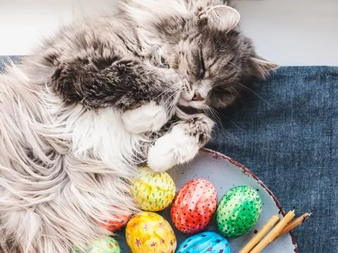 Fluffy, gray cat and Easter eggs Stock Photos