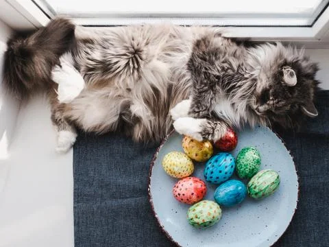 Fluffy, gray cat and Easter eggs Stock Photos