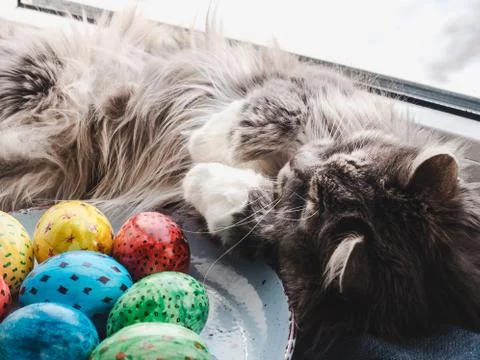 Fluffy, gray cat and Easter eggs Stock Photos