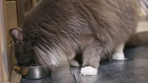 Fluffy gray cat with appetite eats his food from a bowl. Pet food. The life of Stock Footage 225675187