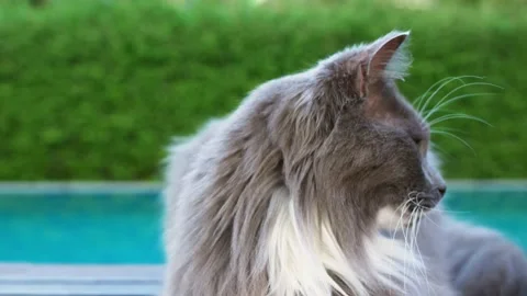 Fluffy gray cat with chic mustache sits by pool and looks around. Cinematic Video stock 229377517