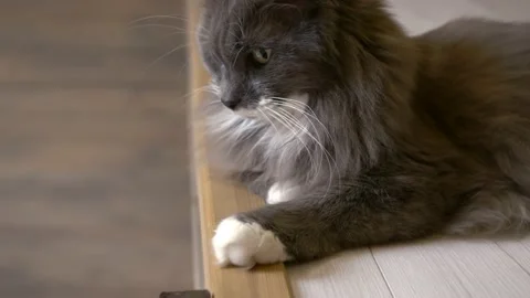 A fluffy gray cat climbed the stairs to the attic and looks down on his owners Stock Footage 220342235