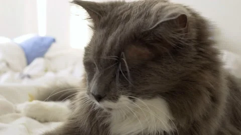 Fluffy gray cat close-up on the bed. Cute animal in the apartment. Cats home Stock Footage 166146444