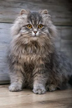 Fluffy gray cat close-up. Stock Photos