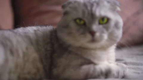 Fluffy gray cat Vídeos de archivo 145943511