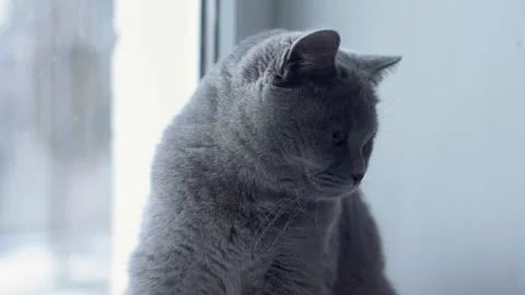 Fluffy gray cat 動画素材 154475601