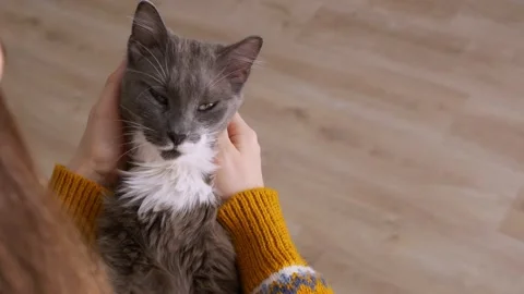 A fluffy gray cat in the hands of his loving owner, the girl strokes the cat and Stock Footage 170173790