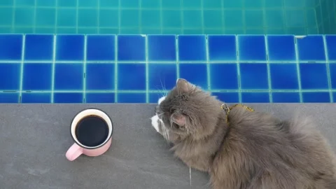Fluffy gray cat lies on edge of pool, next to him is mug of coffee. Rest of cat Stock Footage 229633756