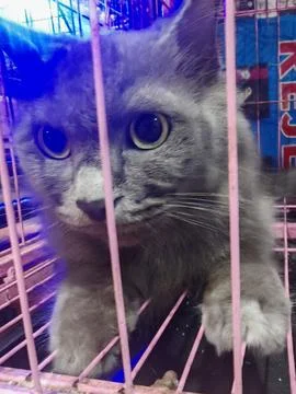 A Fluffy Gray Cat Looking Through Pink Cage Bars Stock Photos