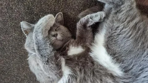 Fluffy gray cat lying on ground, kitten is hiding face, covering eyes with paw Stock-Fotos