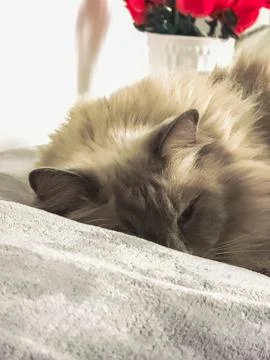 Fluffy gray cat napping on bed Stock Photos